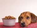 The Dog Podcast Uncovers Startling Truths About What We Feed Our Dogs [Press Release]