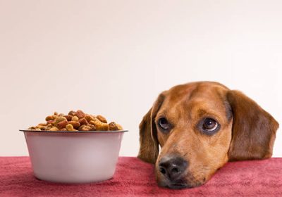 The Dog Podcast Uncovers Startling Truths About What We Feed Our Dogs [Press Release]