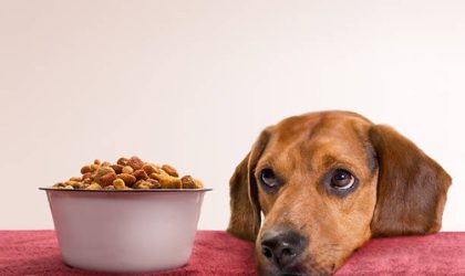 The Dog Podcast Uncovers Startling Truths About What We Feed Our Dogs [Press Release]