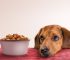 The Dog Podcast Uncovers Startling Truths About What We Feed Our Dogs [Press Release]