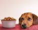 The Dog Podcast Uncovers Startling Truths About What We Feed Our Dogs [Press Release]