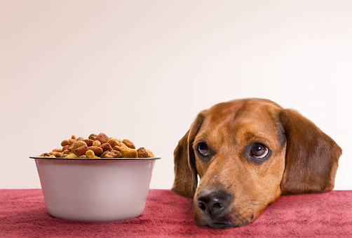 The Dog Podcast Uncovers Startling Truths About What We Feed Our Dogs [Press Release]